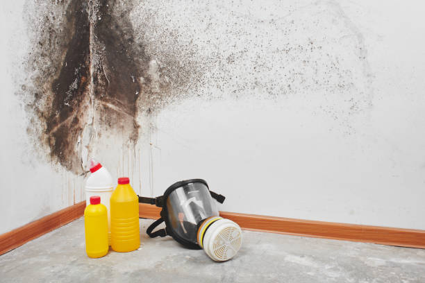 Best Black Mold Removal  in USA